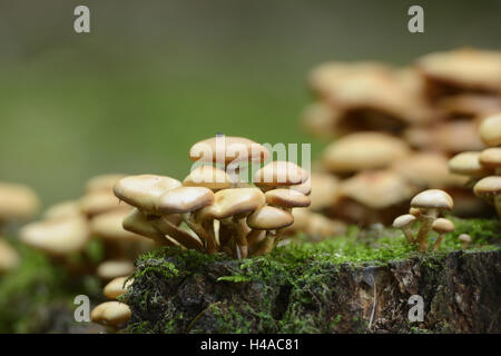Gemeinsamen Hallimasch Armillaria Mellea, Stockfoto