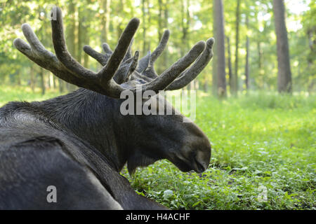 Elch, Alces Alces, Porträt, Wald, liegend, Stockfoto