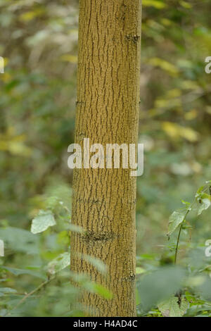 Gemeine Esche, Fraxinus Excelsior, Stamm, mittlerer close-up, Stockfoto