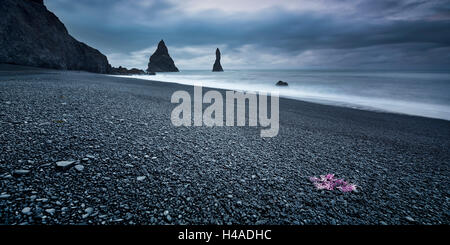 Island, Vik, Reynisdrangar, Felsnadeln, Meer, Atlantik, Stockfoto