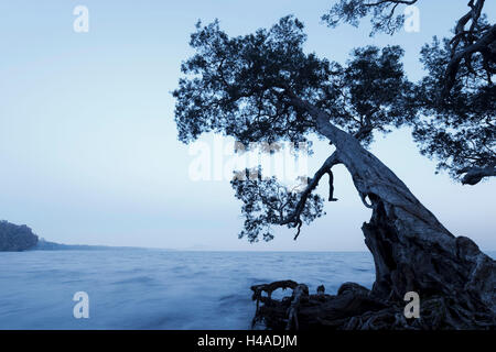 Australien, New South Wales, Myall Lakes National Park, Baum, Stockfoto