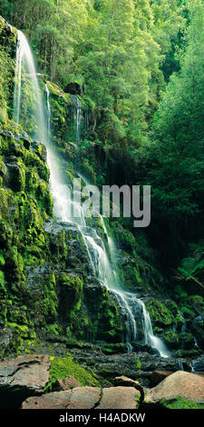 Australien, Tasmanien, Nelson Falls, Naturpark, Stockfoto