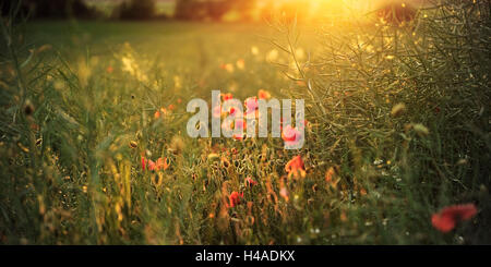 Deutschland, Bayern, Swabia, Schwabmünchen, Mohnfeld, Stockfoto