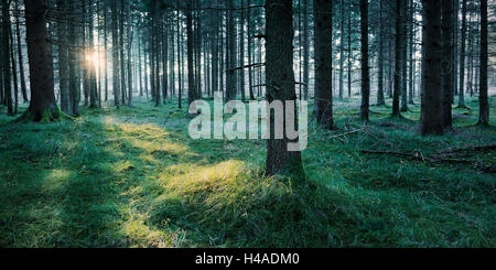 Deutschland, Bayern, Augsburg Westliche Wälder Natur Park, Wald, Stockfoto