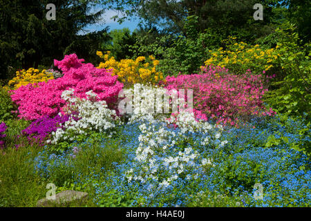 Deutschland, Dortmund, Westfälische Park, blühenden Rhododendren, Stockfoto