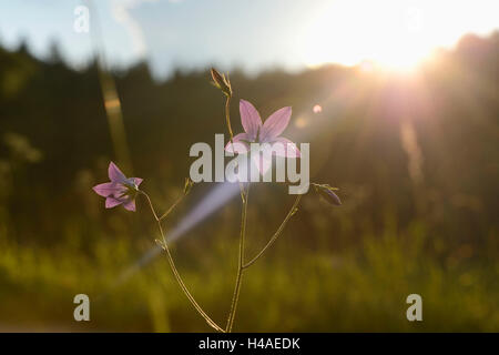 Glockenblume, Campanula Patula, Blüte zu verbreiten, Stockfoto