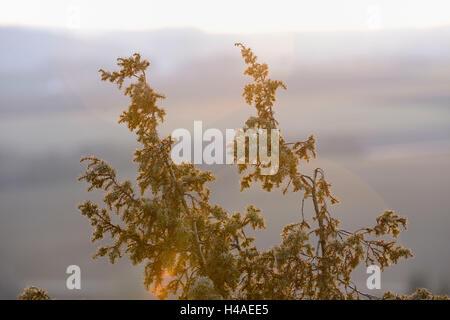 Gemeine Wacholder, Juniperus Communis, Zweig, Stockfoto