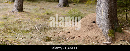 Ameisenhaufen, rote Ameisen, Formica, Wald, Oberpfalz, Stockfoto