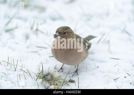 Buchfink, Fringilla Coelebs, Weiblich, Wiese, sitzen, Stockfoto