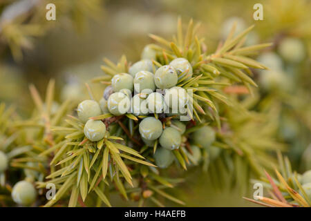 Gemeine Wacholder, Juniperus Communis, Stecker, Detail, Stockfoto