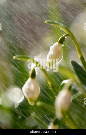 Frühling Schneeflocke, Leucojum Vernum, Blüte, Stockfoto