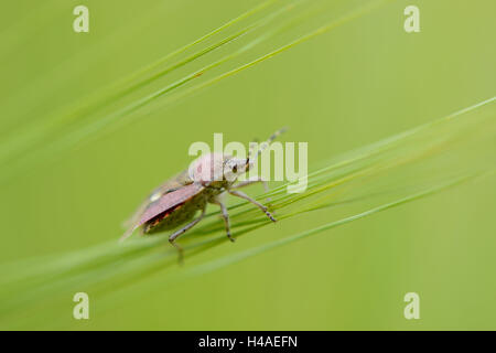 Squash-Bug, Coreus Marginatus, Grashalm, Seitenansicht, sitzen, Stockfoto