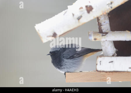 Haus rot Tail, Phoenicurus Ochruros, Vogelhäuser, Seitenansicht, sitzen, Stockfoto