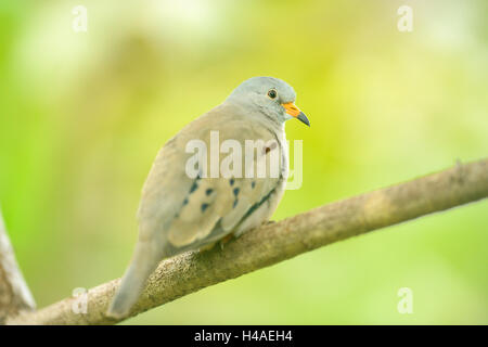 quaken Boden tauchte, Columbina Cruziana, Branch, Seitenansicht, sitzen, Stockfoto