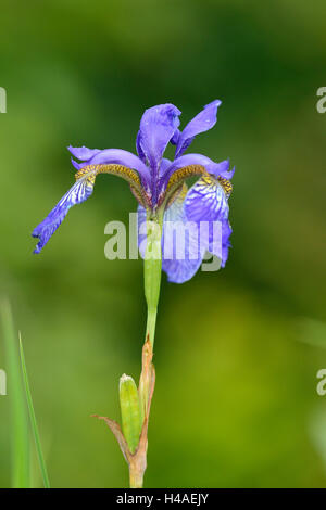 Multi Farbe Iris, Iris versicolor, Blüte, Stockfoto