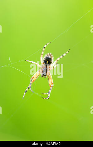 Eiche Spinne, Aculepeira Ceropegia, Männlich, Nahaufnahme, Stockfoto