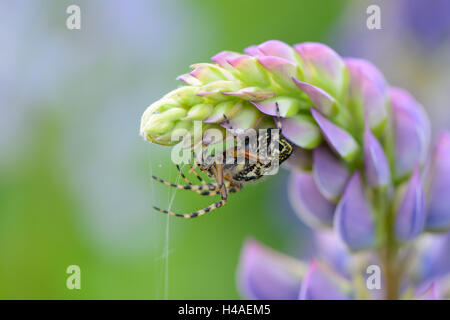 Eiche Spinne, Aculepeira Ceropegia, Weiblich, close-up, Stockfoto