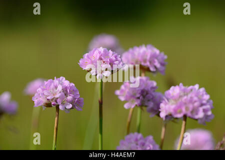 Schnittlauch, Allium Schoenoprasum, Blüten, Stockfoto