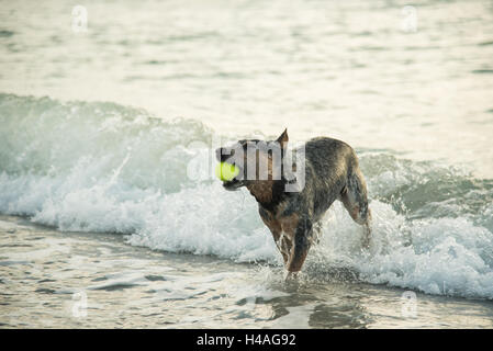 Ein Catahoula Leopard mix spielt energetisch mit einem Tennisball in die Wellen an Brohard Paw Park in Venice, Florida. Stockfoto