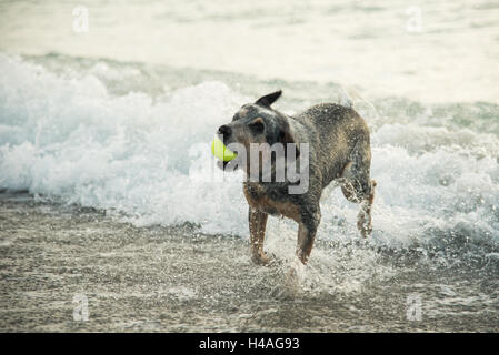 Ein Catahoula Leopard mix spielt energetisch mit einem Tennisball in die Wellen an Brohard Paw Park in Venice, Florida. Stockfoto