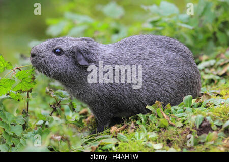 Meerschweinchen, Cavia aperea Stockfoto