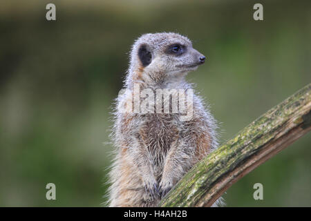 Erdmännchen Suricata suricata Stockfoto