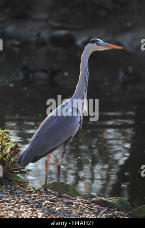 Graue Reiher stehen im Teich, hellblondes Ardea cinerea Stockfoto