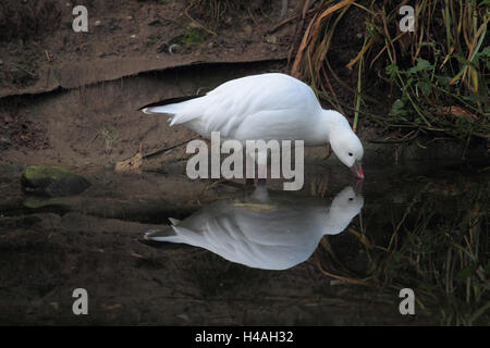 Ross es Gans, Anser rossii Stockfoto