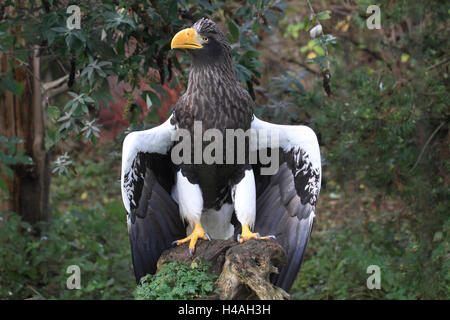 Steller des Seeadlers Haliaeetus pelagicus Stockfoto