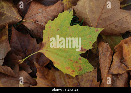 Platane Blatt im Herbst, Platanus Acerifolia, Platanus hispanica Stockfoto