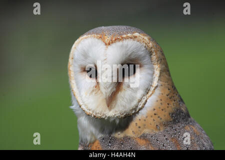 Schleiereule, Tyto alba Stockfoto