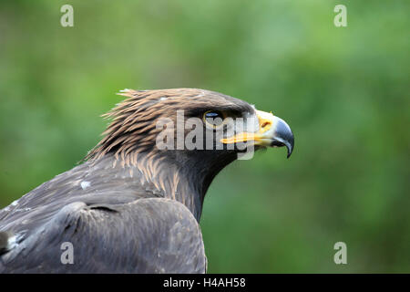 Harris Hawk Parabuteo unicinctus Stockfoto