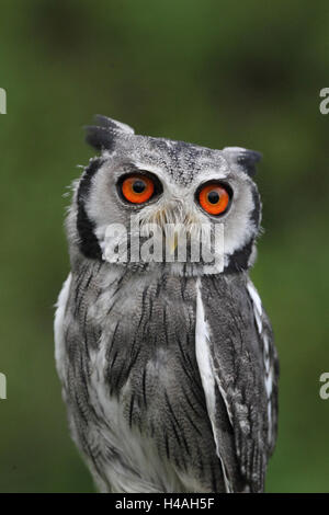 Südlichen White-faced Eule Ptilopsis granti Stockfoto