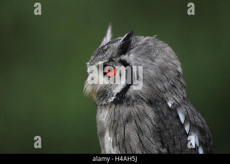 Südlichen White-faced Eule Ptilopsis granti Stockfoto