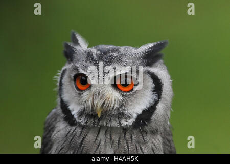 Südlichen White-faced Eule Ptilopsis granti Stockfoto