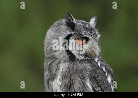 Südlichen White-faced Eule Ptilopsis granti Stockfoto