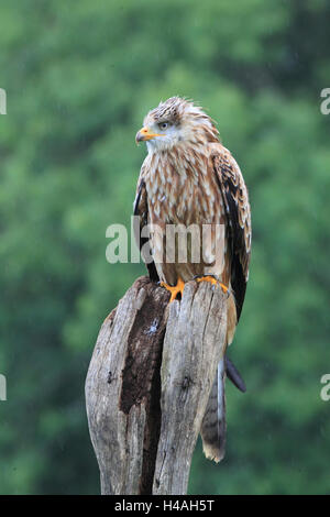 Rotmilan Milvus milvus Stockfoto