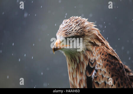 Rotmilan im Regen, Milvus milvus Stockfoto