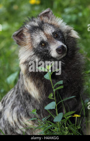 Marderhund, Stockfoto