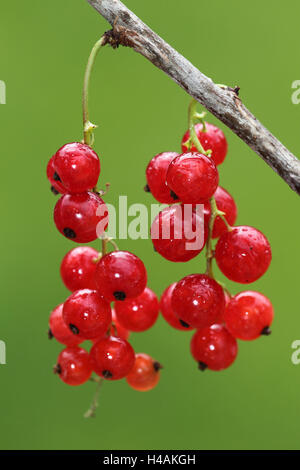 Rote Johannisbeeren Stockfoto