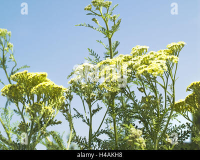 Schafgarbe, Achillea Spec., Stockfoto