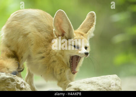 Wilden Fuchs Vulpes Zerda, Gähnen, Stockfoto