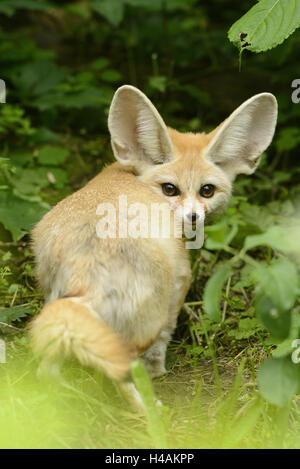 Fennec Fuchs, Vulpes Zerda, Blick in die Kamera, Stockfoto