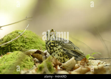 Singdrossel Turdus Philomelos, Jungvogel, Waldboden, sitzen, Blick in die Kamera, Stockfoto