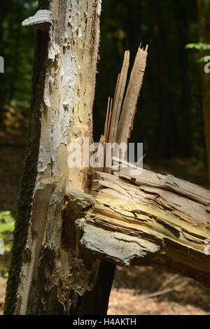 Stamm, Fichte, Picea Abies, Bruch, Stockfoto