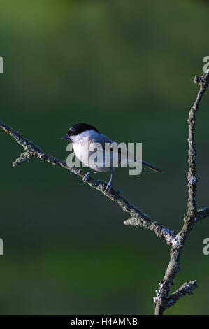 Marsh Meise, Baum sitzen, Stockfoto