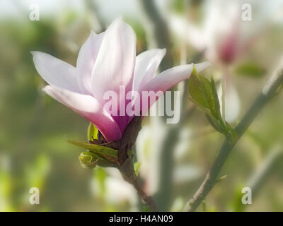 Tulpen-Magnolie, Magnolia Soulangeana, Blüte, mittlere close-up, Stockfoto