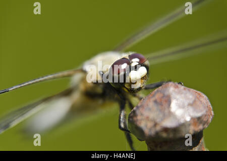 Vier-spotted Chaser Libellula Quadrimaculata, Stockfoto