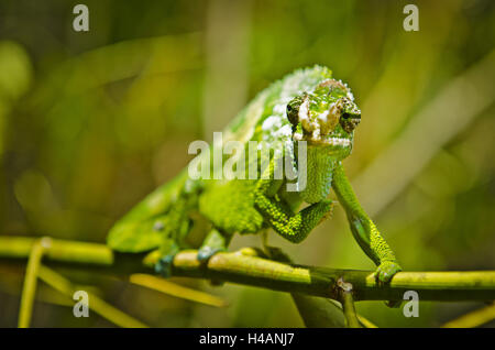 Afrika, Ostafrika, Tansania, Usambara-Berge, Tiere, Reptilien, Chamäleon, Stockfoto