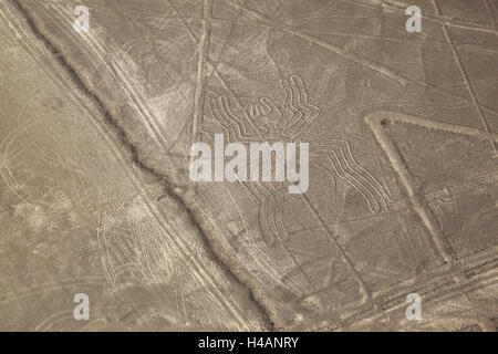 Peru, Nazca-Linien, Spinne, Stockfoto